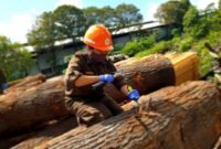 Batang kayu Oak yang memiliki beragam keunikan.