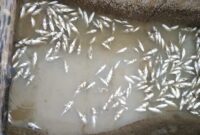 Ikan yang bermatian di pesisir pantai dan keramba Desa Jaring Halus, Kecamatan Secanggang, Langkat.