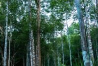 Pohon Gaharu yang punya sejuta manfaat dan bernilai ekonomis tinggi.