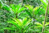 Tongkat Ali, salah satu tanaman yang akarnya dipercaya dapat meningkatkan stamina pria.