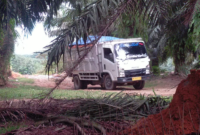 Lokasi galian c yang diduga ilegal di Kelurahan Bingai, Kecamatan Wampu, Langkat masih tetap eksis.