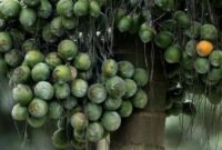 Pinang muda yang dapar meningkatkan gairah seksual pria.