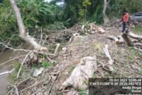 Pohon jati aset PTPN 2 Tanjung Morawa yang ditebang oknum polisi.