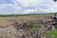 Tanaman Manrove di Kawasan Hutan Lindung sesuai dengan Keputusan Menteri Lingkungan Hidup dan Kehutan Republik Indonesia Nomor SK.6609/MenLHK-PKTL/KUH/PLA/2/10/2021 yang porak poranda.