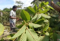 Petani membudidayakan tanaman Kratom yang bernilai ekononomis.