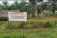 Lahan Afdeling III Kebun Penara PTPN I Regional I yang ingin dikuasai mafia tanah.