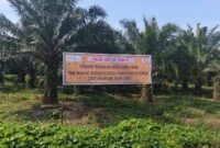 Lahan Hak Guna Usaha (HGU) PTPN II (sekarang PTPN 1 Regional 1) di Penara, Kecamatan Tanjung Morawa.