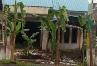 Pohon pisang yang ditanam warga di halaman Kantor Desa Serapuh Asli.