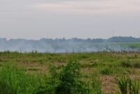 Areal pekebunan tebu Sinergi Gula Nusantara (SGN) Rayon A Kwala Madu yang terbakar.