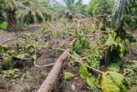 Pohon Bira-bira di kawasan Hutan Produksi Tetap yang ditebang orang suruhan Joyce.
