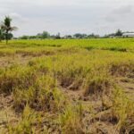 Areal sawah padi milik Anto usai panen