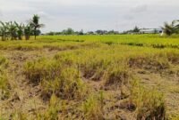 Areal sawah padi milik Anto usai panen.