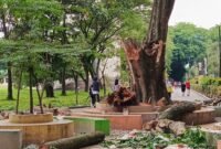 Batang pohon di Alun-alun Stabat yang patah dan menelan korban jiwa.