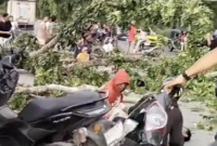 Pohon tumbang di Jl Proklamasi, Kelurahan Kwala Bingai, Kecamatan Stabat, Langkat.