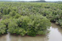 Kawasan hutan mangrove di Desa Halaban, Kecamatan Besitang, Langkat.