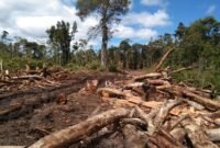 Tumbangan kayu akibat aktivitas pembalakan hutan.