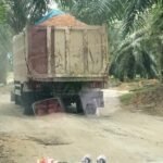 Trik pengangkut material galain C yang diduga ilegal di Kelurahan Bingai, Kecamatan Wampu, Langkat saat melintasi perkebunan PT LNK