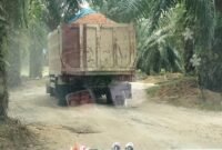 Trik pengangkut material galain C yang diduga ilegal di Kelurahan Bingai, Kecamatan Wampu, Langkat saat melintasi perkebunan PT LNK.