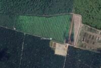 Citra satelit kawasan hutan lindung yang disulap oknum Kapolsek jajaran Polres Langkat menjadi perkebunan sawit.