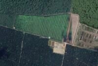 Citra satelit kawasan hutan lindung yang disulap oknum Kapolsek jajaran Polres Langkat menjadi perkebunan sawit.