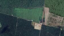 Citra satelit kawasan hutan lindung yang disulap oknum Kapolsek jajaran Polres Langkat menjadi perkebunan sawit.