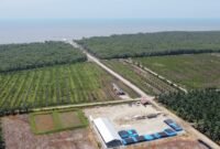 Lahan perkebunan sawit milik oknum Kapolsek jajaran Polres Langkat berinisal AKP MG di Desa Bubun, Kecamatan Tanjung Pura, Langkat.