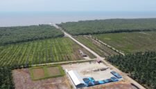 Lahan perkebunan sawit milik oknum Kapolsek jajaran Polres Langkat berinisal AKP MG di Desa Bubun, Kecamatan Tanjung Pura, Langkat.