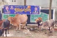 Enam ekor sapi dari KOMBAT yang akan disembelih sebagai hewan qurban.