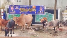 Enam ekor sapi dari KOMBAT yang akan disembelih sebagai hewan qurban.