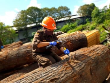 Batang kayu Oak yang memiliki beragam keunikan.