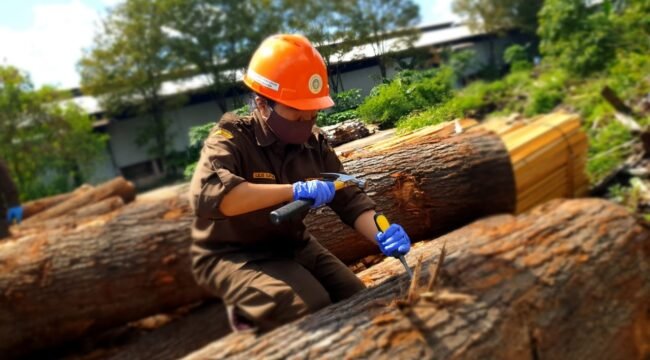 Batang kayu Oak yang memiliki beragam keunikan.