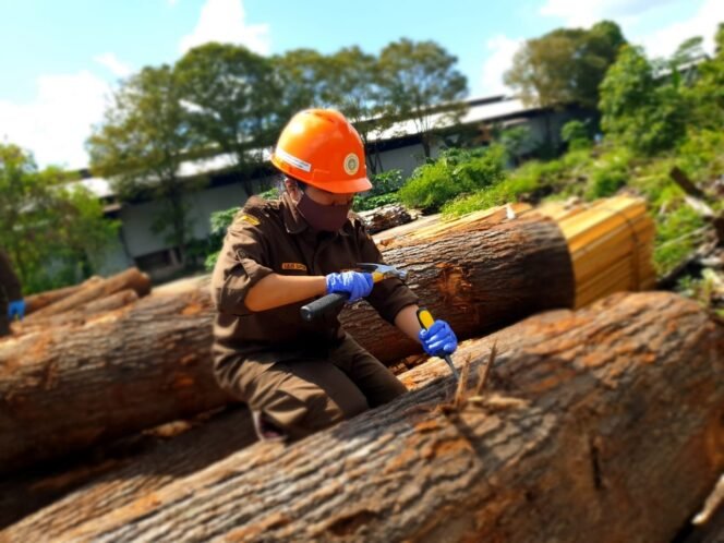 
Batang kayu Oak yang memiliki beragam keunikan.