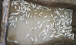 Ikan mati di pesisir pantai Ikan bermatian di laut