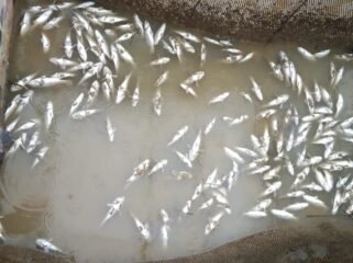 Ikan yang bermatian di pesisir pantai dan keramba Desa Jaring Halus, Kecamatan Secanggang, Langkat.