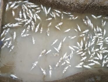 Ikan yang bermatian di pesisir pantai dan keramba Desa Jaring Halus, Kecamatan Secanggang, Langkat.