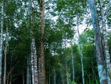 Pohon Gaharu yang punya sejuta manfaat dan bernilai ekonomis tinggi.