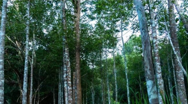 Pohon Gaharu yang punya sejuta manfaat dan bernilai ekonomis tinggi.