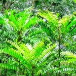 Pohon tongkat ali
