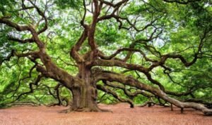 Kayu Oak