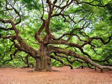 Pohon Oak yang kayunya bernilai ekonomis tinggi.