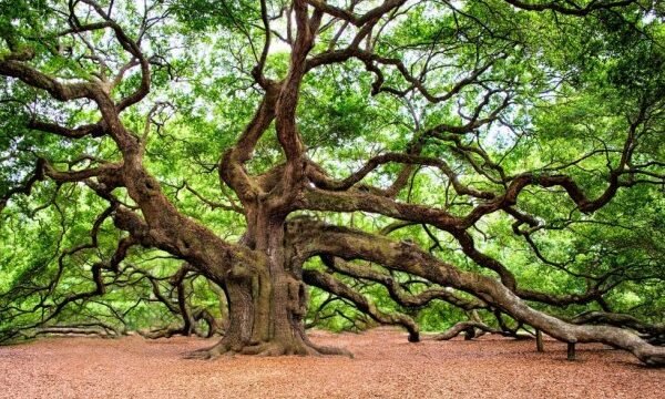 Pohon Oak yang kayunya bernilai ekonomis tinggi.