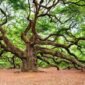 Kayu Oak