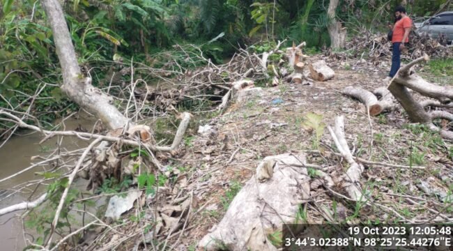 Pohon jati aset PTPN 2 Tanjung Morawa yang ditebang oknum polisi.