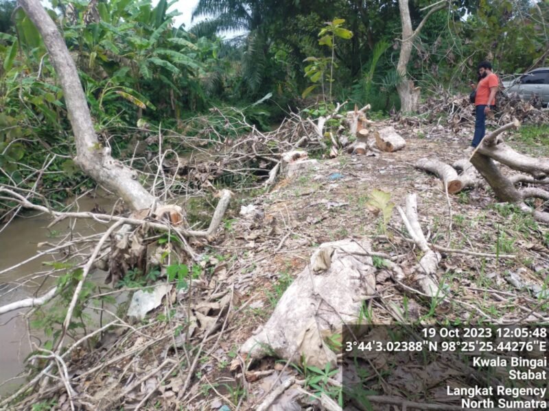 Pohon jati aset PTPN 2 Tanjung Morawa yang ditebang oknum polisi.
