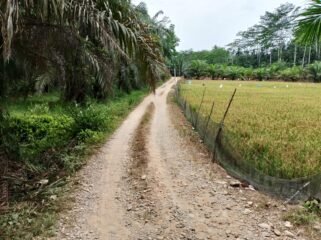 Jalan pertanian di Dusun V Kebun Buah Desa Halaban, Kecamatan Besitang.