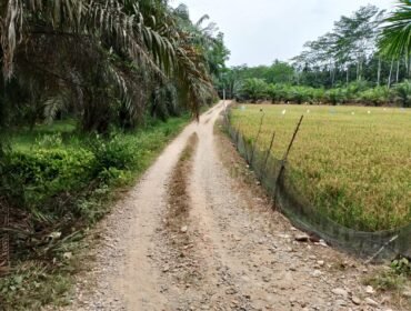 Jalan pertanian di Dusun V Kebun Buah Desa Halaban, Kecamatan Besitang.