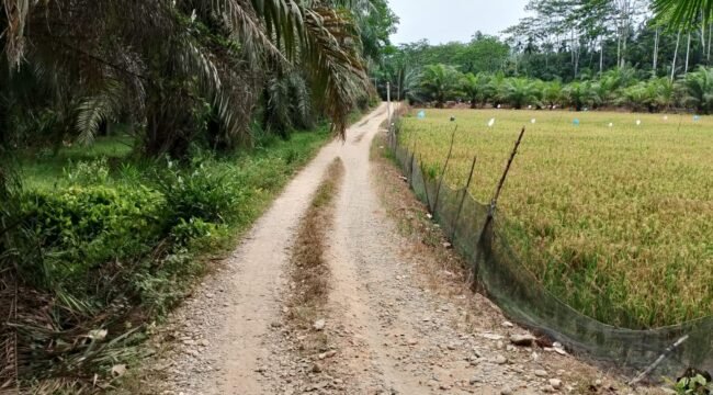 Jalan pertanian di Dusun V Kebun Buah Desa Halaban, Kecamatan Besitang.