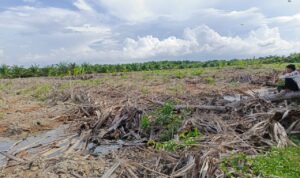 Tanaman Manrove di Kawasan Hutan Lindung sesuai dengan Keputusan Menteri Lingkungan Hidup dan Kehutan Republik Indonesia Nomor SK.6609/MenLHK-PKTL/KUH/PLA/2/10/2021 yang porak poranda.