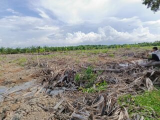 Tanaman Manrove di Kawasan Hutan Lindung sesuai dengan Keputusan Menteri Lingkungan Hidup dan Kehutan Republik Indonesia Nomor SK.6609/MenLHK-PKTL/KUH/PLA/2/10/2021 yang porak poranda.