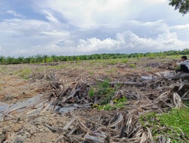 Tanaman Manrove di Kawasan Hutan Lindung sesuai dengan Keputusan Menteri Lingkungan Hidup dan Kehutan Republik Indonesia Nomor SK.6609/MenLHK-PKTL/KUH/PLA/2/10/2021 yang porak poranda.